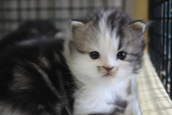 スコティッシュフォールド 子猫 ブリーダー 猫