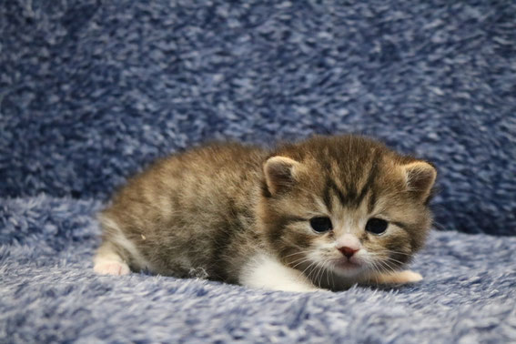 スコティッシュフォールド　子猫　ブリーダー　猫