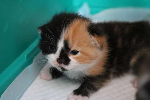 スコティッシュフォールド 子猫 ブリーダー 猫