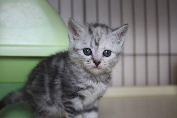 スコティッシュフォールド 子猫 ブリーダー 猫