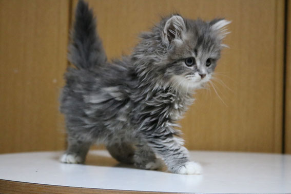 スコティッシュフォールド 子猫 ブリーダー 猫