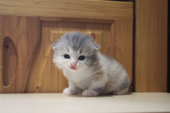 スコティッシュフォールド 子猫 ブリーダー 猫
