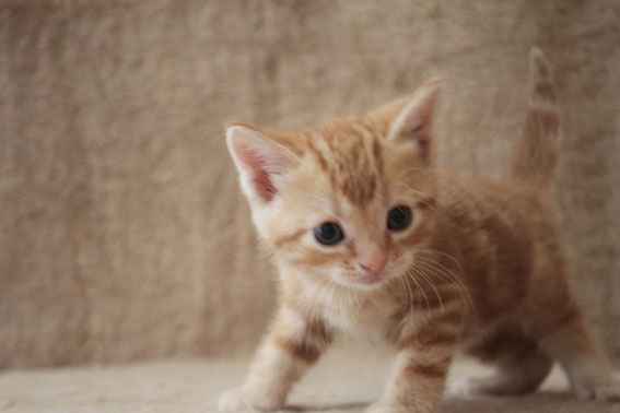スコティッシュフォールド 子猫 ブリーダー 猫