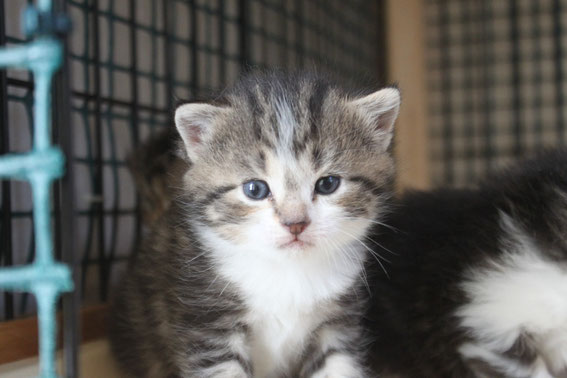スコティッシュフォールド 子猫 ブリーダー 猫