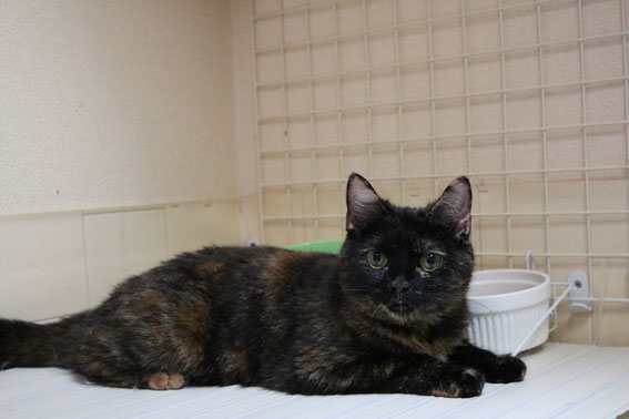 スコティッシュフォールド 子猫 ブリーダー 猫