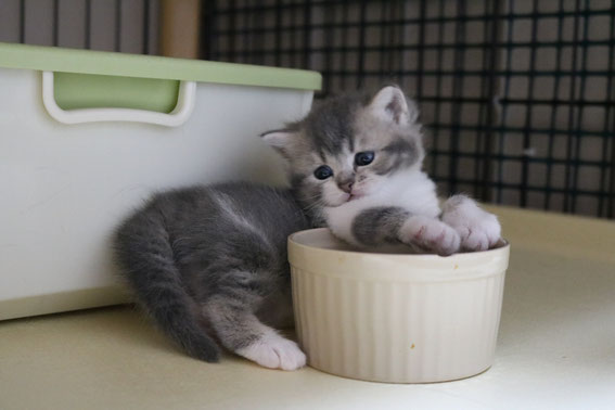 スコティッシュフォールド 子猫 ブリーダー 猫