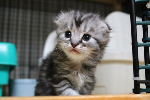 スコティッシュフォールド 子猫 ブリーダー 猫