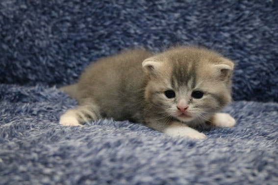 スコティッシュフォールド 子猫 ブリーダー 猫