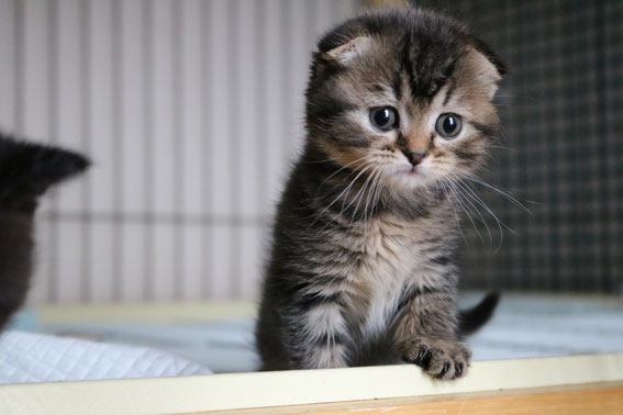 スコティッシュフォールド 子猫 ブリーダー 猫