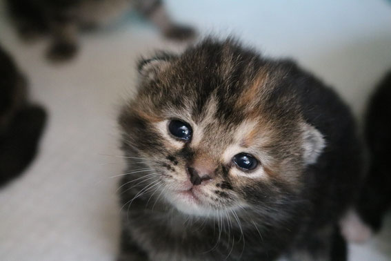 スコティッシュフォールド　子猫　ブリーダー　猫