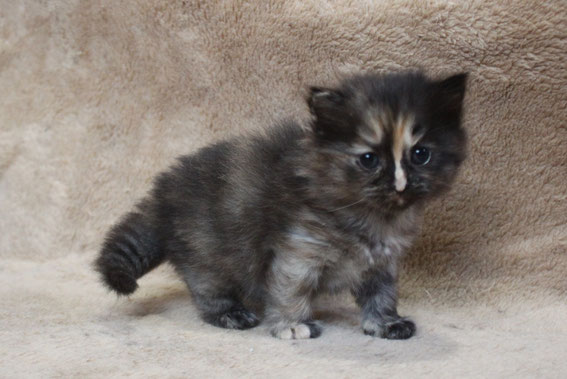 スコティッシュフォールド 子猫 ブリーダー 猫