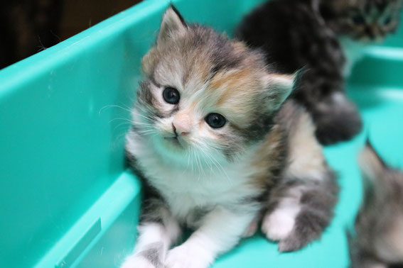 スコティッシュフォールド 子猫 ブリーダー 猫