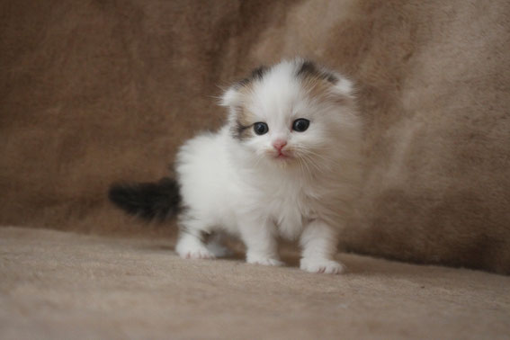 スコティッシュフォールド 子猫 ブリーダー 猫