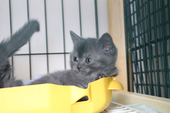 ブリティッシュフォールド 子猫 ブリーダー 猫