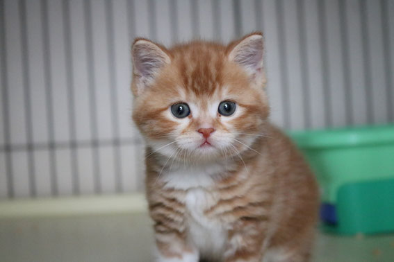 スコティッシュフォールド 子猫 ブリーダー 猫
