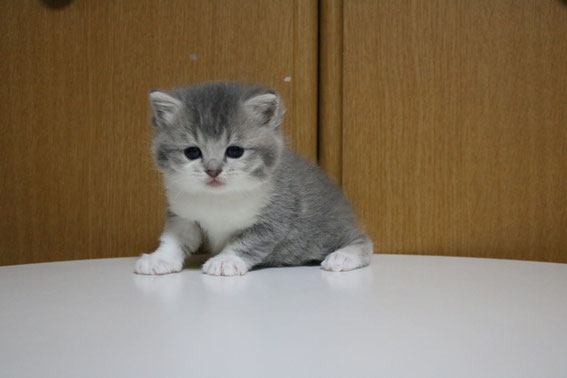 スコティッシュフォールド 子猫 ブリーダー 猫