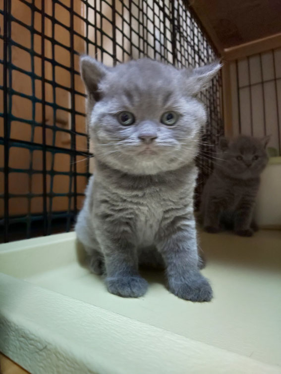 ブリティッシュショートヘア 子猫 ブリーダー 猫