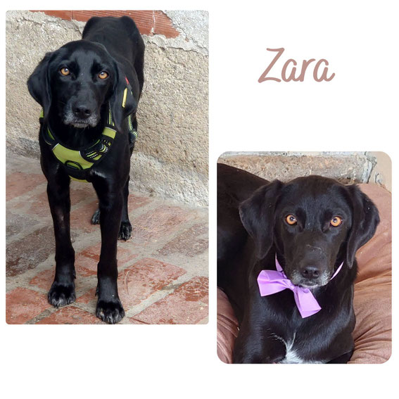 Zeno