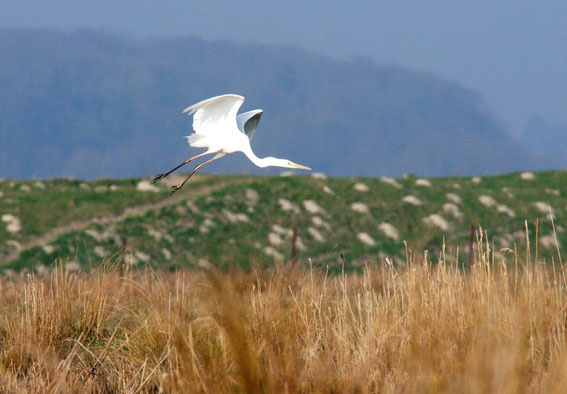 Grande Aigrette (cliquer sur l'image pour accéder à sa fiche descriptive)