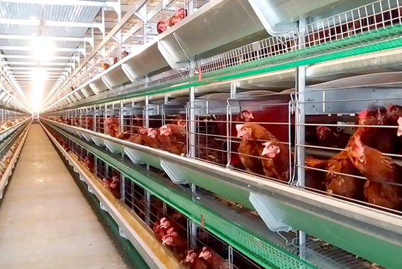 鈴木養鶏場