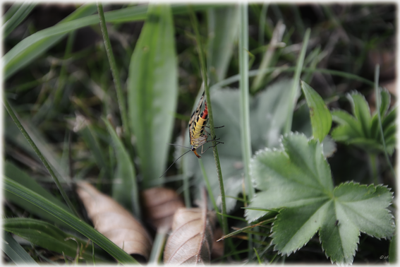 Eine Skorpionsfliege