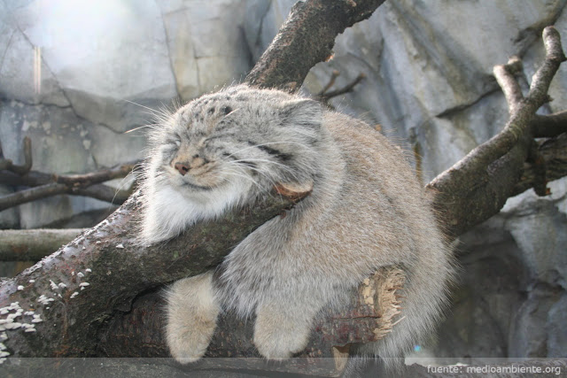 Manul