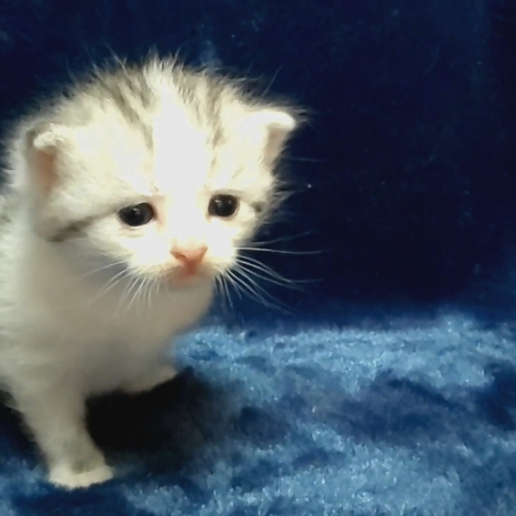 スコティッシュフォールド 子猫 ブリーダー 猫