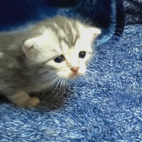 スコティッシュフォールド 子猫 ブリーダー 猫