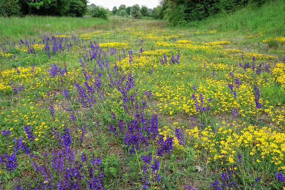 Alter Bahndam "Allianzstreifen"