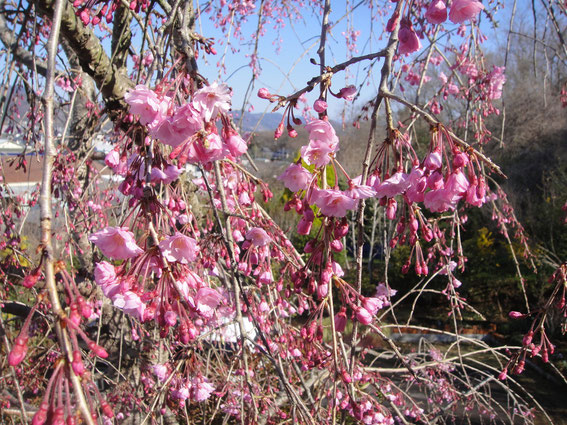 仙台枝垂れ桜