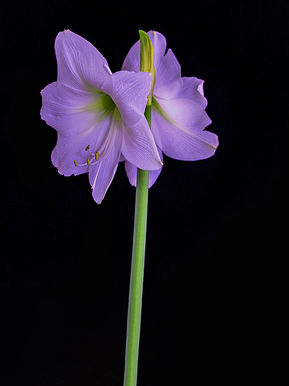  Amaryllis