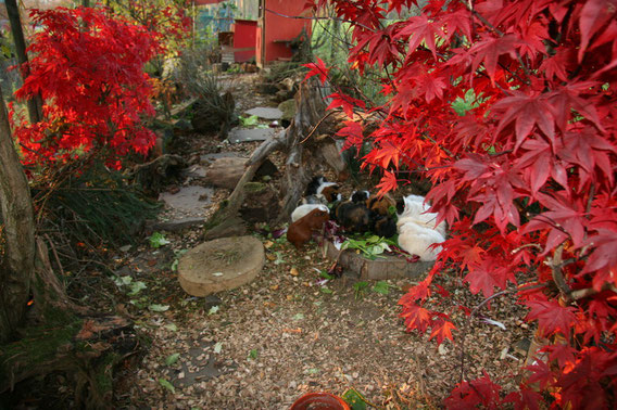 Herbst Gehege Oktober 08