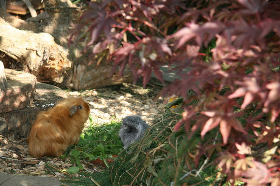 Peppo geniesst die vielen tollen Weibchen 21.9.08