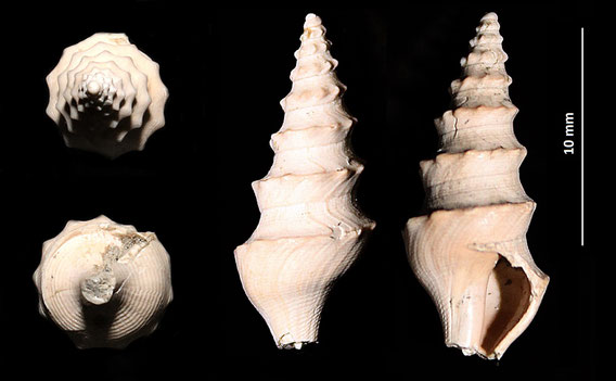 Turricula dimidiata, Quattro Castella (RE), Pliocene