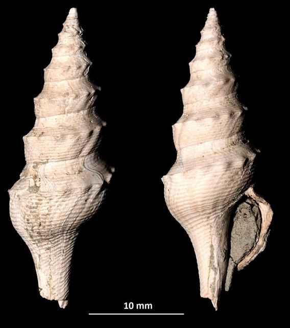 Turricula dimidiata, Rio Rocca, Pliocene