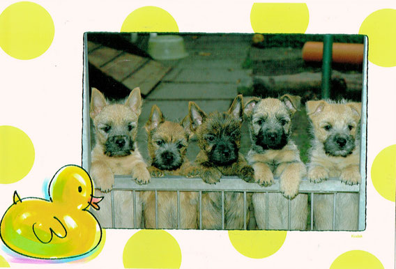 H-Wurf von Trude (5 der 7 Kinder, zwei waren da schon ausgezogen)
