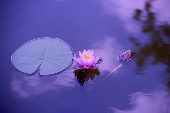 水に浮く花と葉