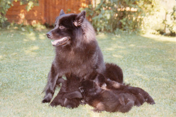 Die stolze Mama wacht über Ihre 5 hungrigen Mäulchen.