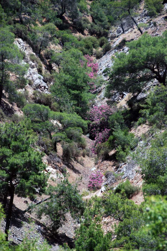 Oleanders in bloom in a dry gully, Tilliria