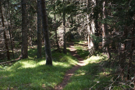 Auf- und Abstieg führen über weite Strecken durch den Wald