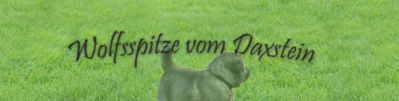 Wolfsspitz Wolfspitz Keeshond Daxstein FCI Germany German Spitz breeder puppy puppies litter old type throwback guard watch dog
