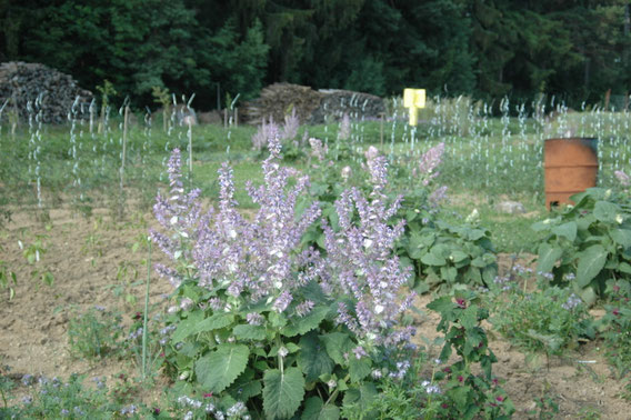 HOMA-Hof im Waldviertel - HOMA-Hof im Waldviertel