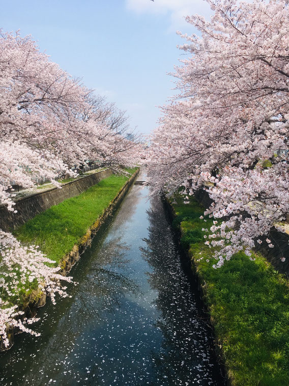 埼玉県、鴻沼川沿いの桜並木の写真