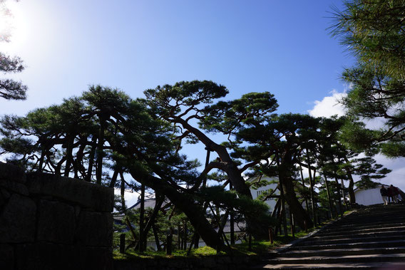 箕輪門を入ったところにあるアカマツ　樹齢は350年を越え、周囲の石垣と見事に調和している