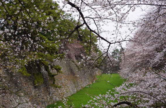 名古屋城正門横の水堀の桜