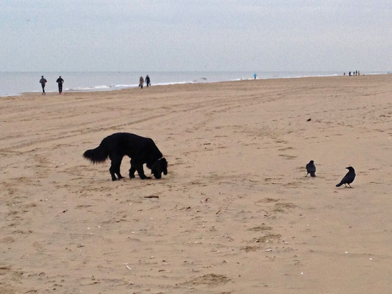 Vanja am Strand. Der Sand ist viel spannender als die Krähen.