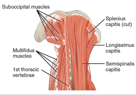 *Suboccipital muscle=後頭下筋群