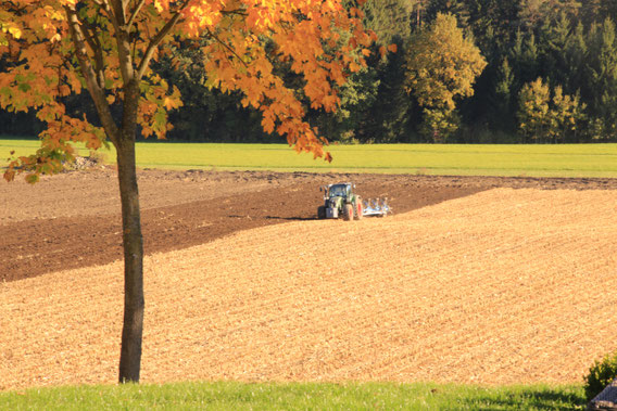 Getreide Ackerbau Pichlbauer