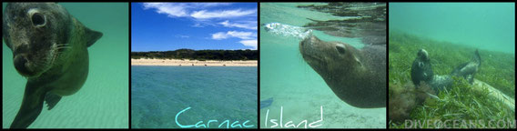 Carnac Island Sea Lion Eco Tour