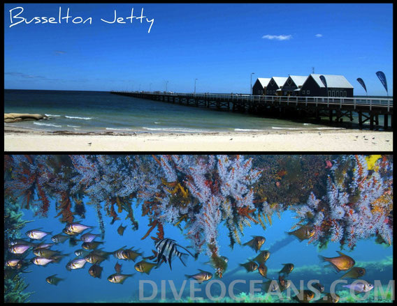 Busselton Jetty Day Tour